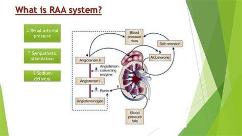 Drugs acting on Renin Angiotensin Aldosterone system