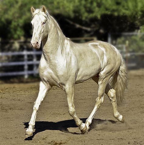 Cremello Lusitano Stallion, Caetano