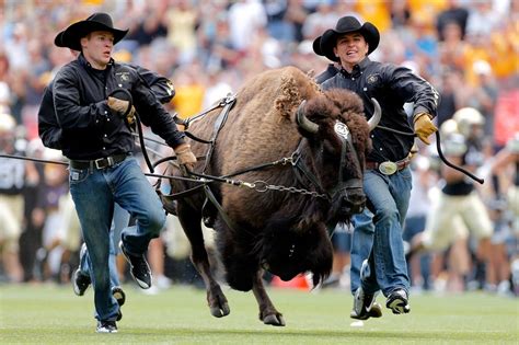 The Definitive Ranking Of The Mascots Of The Pac 12 | Mascot, Colorado buffaloes, University of ...