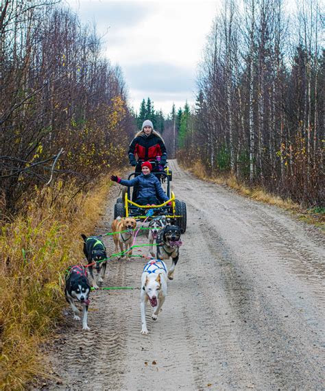 Autumn Husky Sled with Wheels - Parpalandia