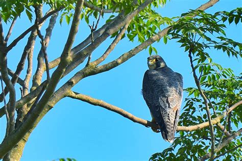 Bird and Wildlife Photography Nepal | Bharatpur