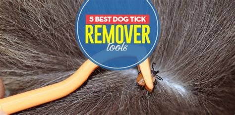 The Best Dog Tick Remover Tools (And How to Use Them)