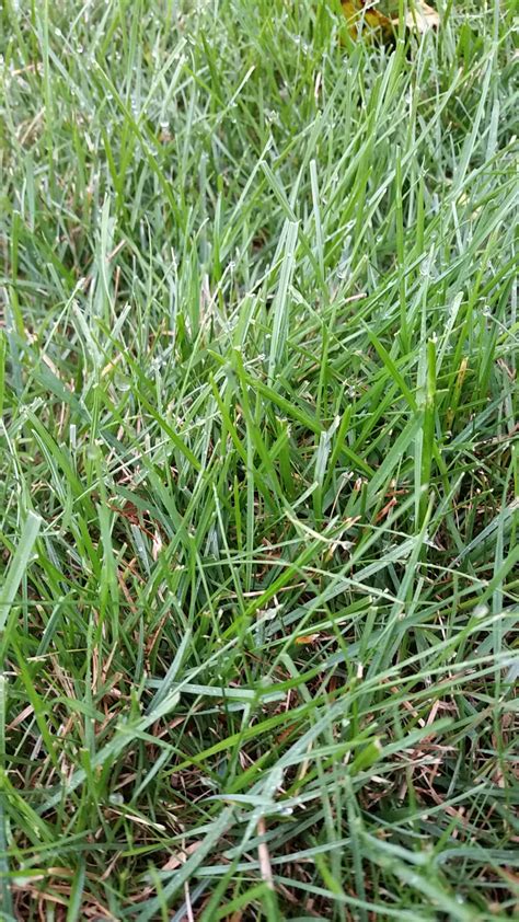 Can you confirm I have a ryegrass lawn? : r/lawncare