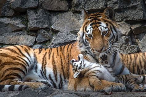 Newborn Tigers Pose for the Paparazzi Picture | Cutest baby animals ...