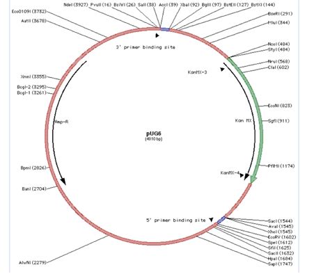 Solved A plasmid map is a schematic of the positions of | Chegg.com