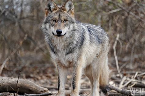 New Mexico Rancher Who Pleaded Guilty to Bludgeoning Endangered Wolf ...