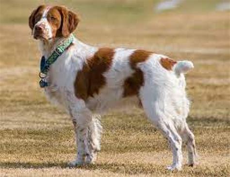 Sussex Spaniel Breeders in the USA with Puppies for Sale | PuppyHero