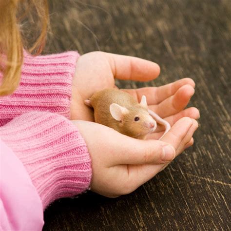 6 Best Small Pets to Consider for Your Child