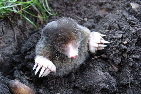 How to get rid of Moles | Garden Benches