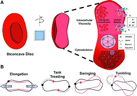 Biconcave Disc Shape Function - IyanaoiOdonnell