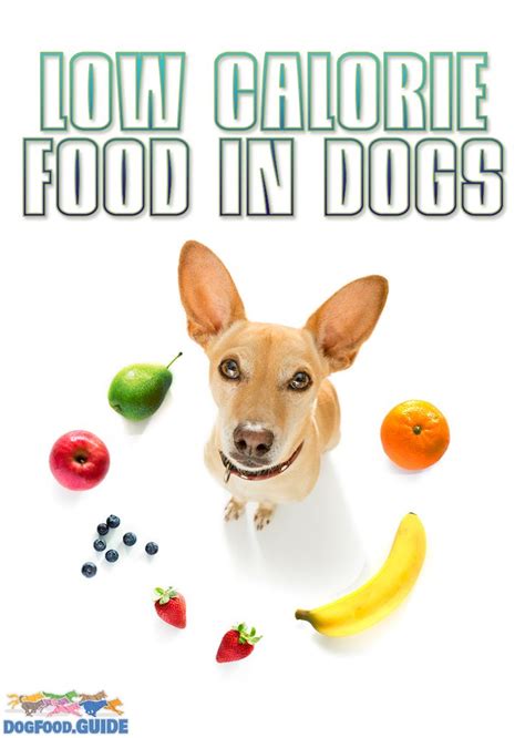 Does Your Dog Need A Low-Calorie Dog Food? | Low calorie dog food, Low ...