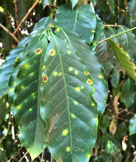 Coffee Leaf Rust Appears In Hilo, Officials Say