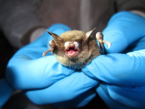 Bats May Be Poised for a Comeback From White-Nose Syndrome | Sierra Club