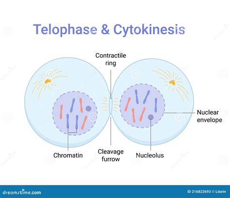 Cytokinesis Stock Illustrations – 217 Cytokinesis Stock Illustrations ...