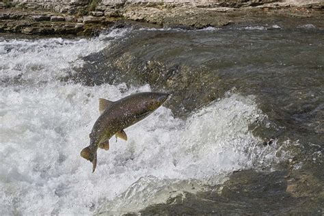 The Life Cycle of Chinook Salmon - Lake Michigan Fisheries