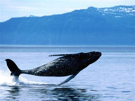 Breaching Humpback Whale Wallpaper - Free Ocean Life