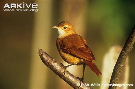 Rufous hornero - Alchetron, The Free Social Encyclopedia