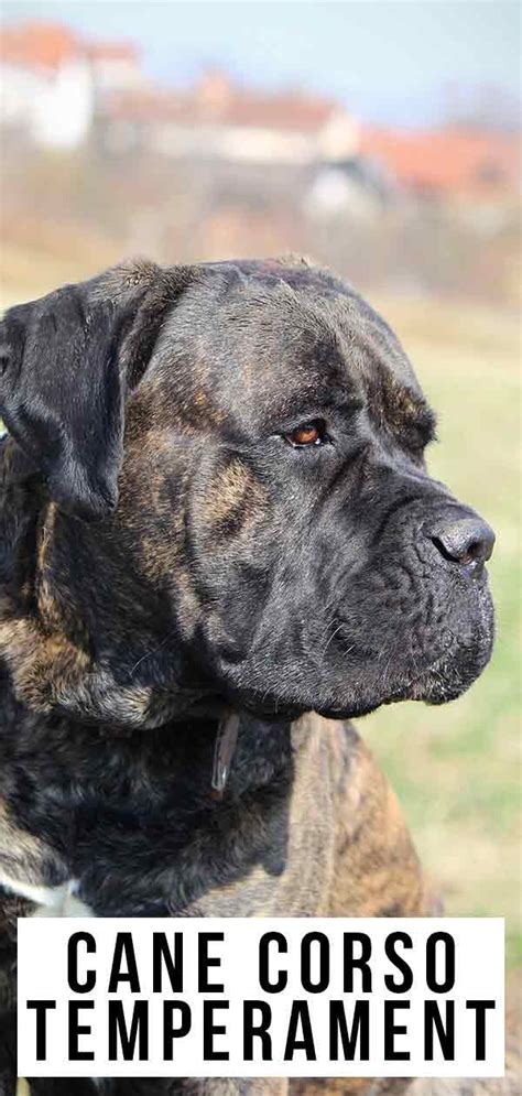 Cane corso temperament is this dog right for your family – Artofit