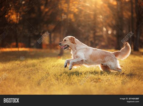 Golden Retriever Image & Photo (Free Trial) | Bigstock