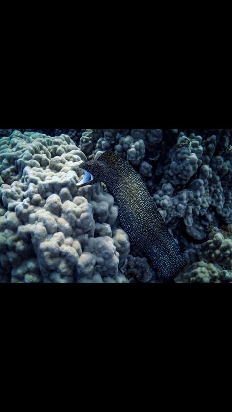 Snorkeling in Punta Cana : r/snorkeling