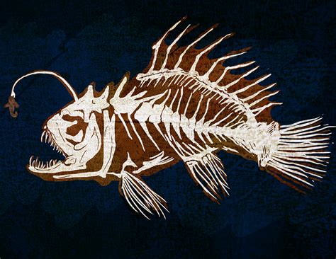 Angler Fish Diagram
