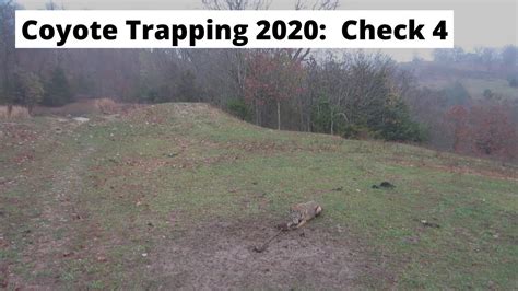 Coyote Trapping 2020: Check Day 4 - YouTube