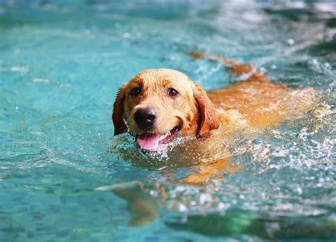 How To Teach A Dog To Swim