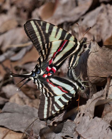 Zebra Swallowtail - Alabama Butterfly Atlas