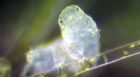 Tardigrades survive extreme dehydration by turning into glass - ExtremeTech