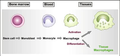 [PDF] Characterization of the monocyte to macrophage differentiation (MMD) protein and its ...