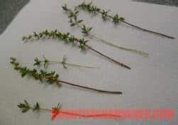 Can I Grow Thyme from Cuttings? 4 Steps to Success – Bountiful Gardener