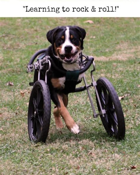 Tripawd Dog Wheelchair Training Tips for Front-Leg Amputees