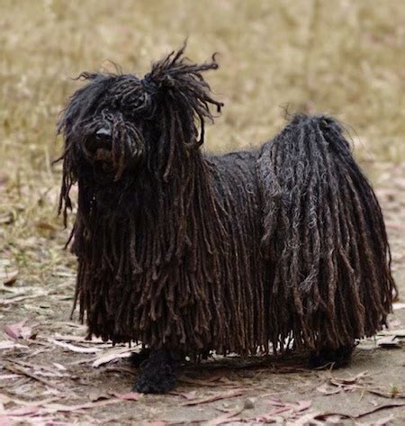 Puli Dog Breed Information and Pictures