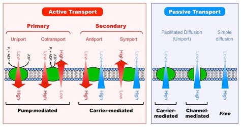 How Do Carrier Proteins Transport Substances Across Cell Membranes - Cecilia-has-Lamb