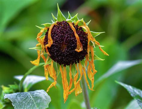 Dying Sunflower Photograph by Robert Ullmann - Pixels