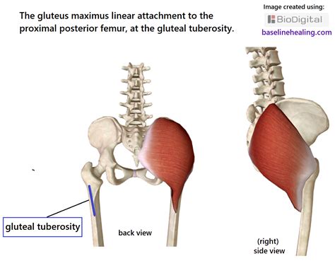 gluteus maximus anatomy attachments in detail