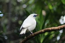 Mynah Bird Singing Free Stock Photo - Public Domain Pictures