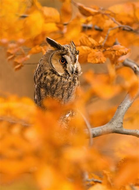 Owl Hidden In Autumn Leaves | Bored Panda