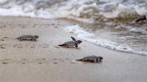 Baby sea turtles interrupt fireworks show