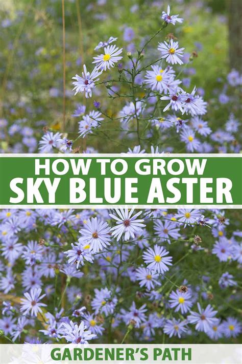 How to Grow and Care for Sky Blue Aster Flowers