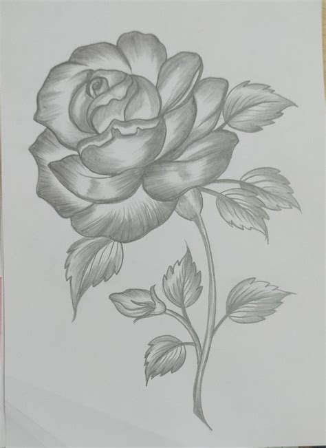 Pencil shading rose drawing #pencil shading rose painting | Rose ...