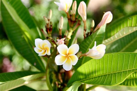 Tropical Flower Plumeria on Behance