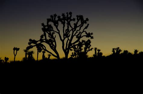 Joshua Tree National Park