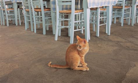 cat in a restaurant | Kittens, Cats, Animals