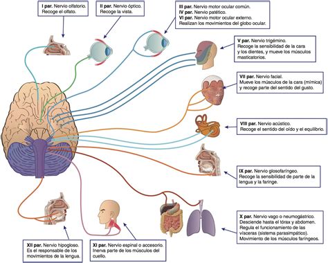 Pares Craneales: Anatomía, Nombres,funciones,mnemotécnica, 59% OFF