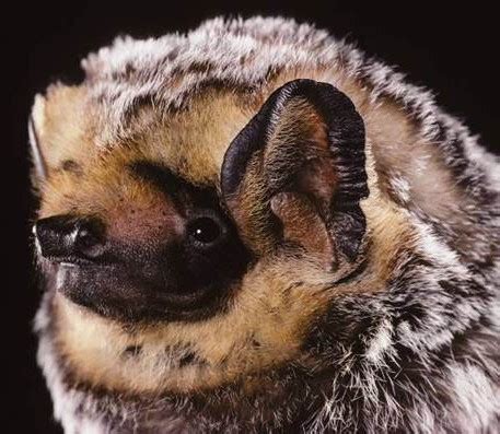 Hoary Bat (Lasiurus cinereus) | Encyclopedia of Puget Sound