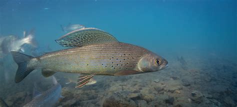 NANFA Fish in Focus Arctic Grayling, Thymallus arcticus