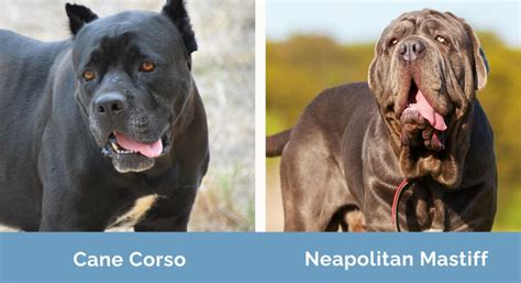 Cane Corso vs Neapolitan Mastiff: Key Differences (With Pictures) | Hepper