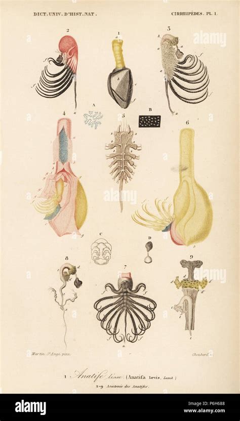 Goose Barnacle Anatomy