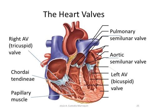 Heart Anatomy